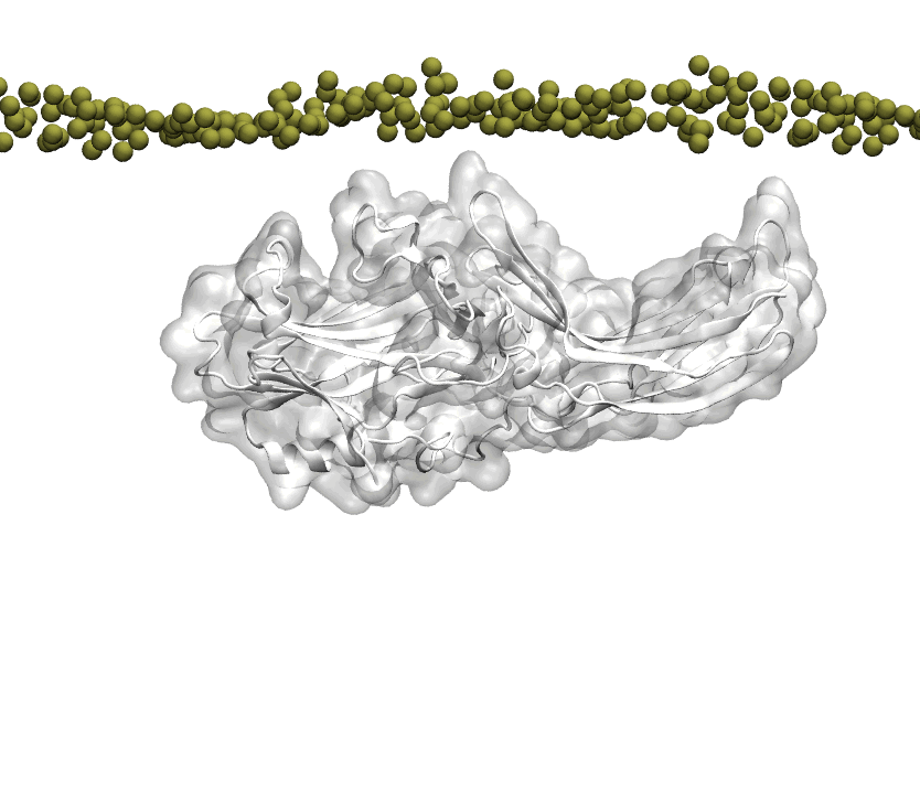 La preasociación de la β-arrestina en la membrana plasmática impulsa su acoplamiento al receptor